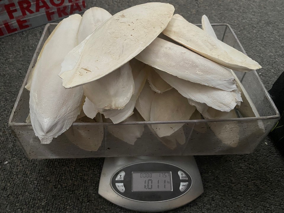 Cuttlefish Bone Whole
