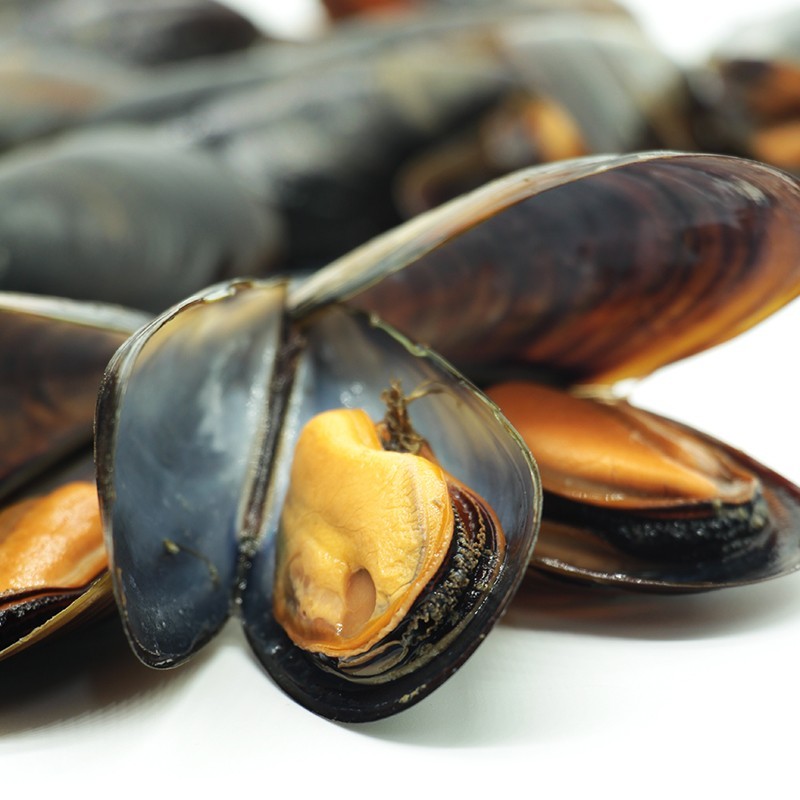 Mussels