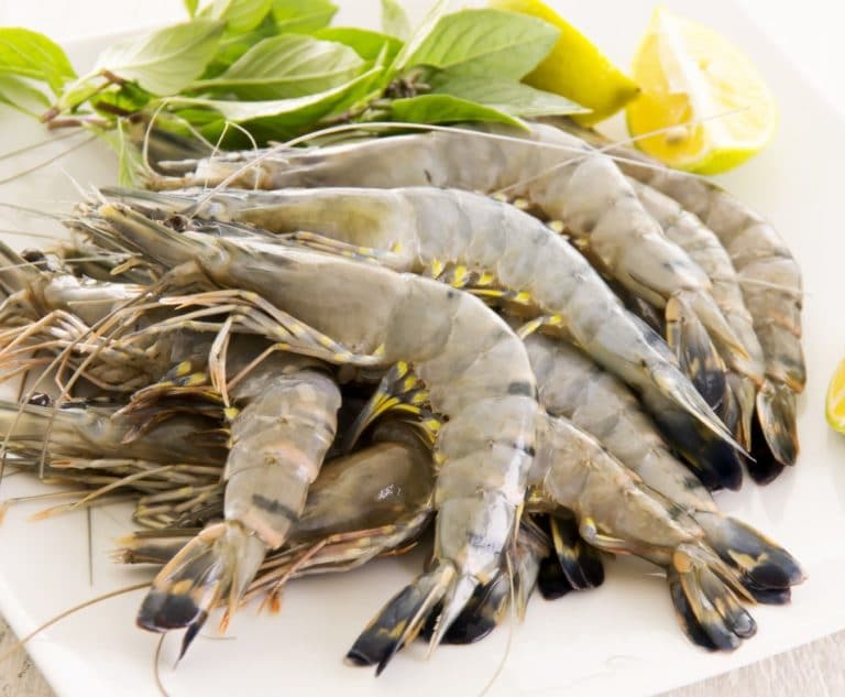 Shrimp