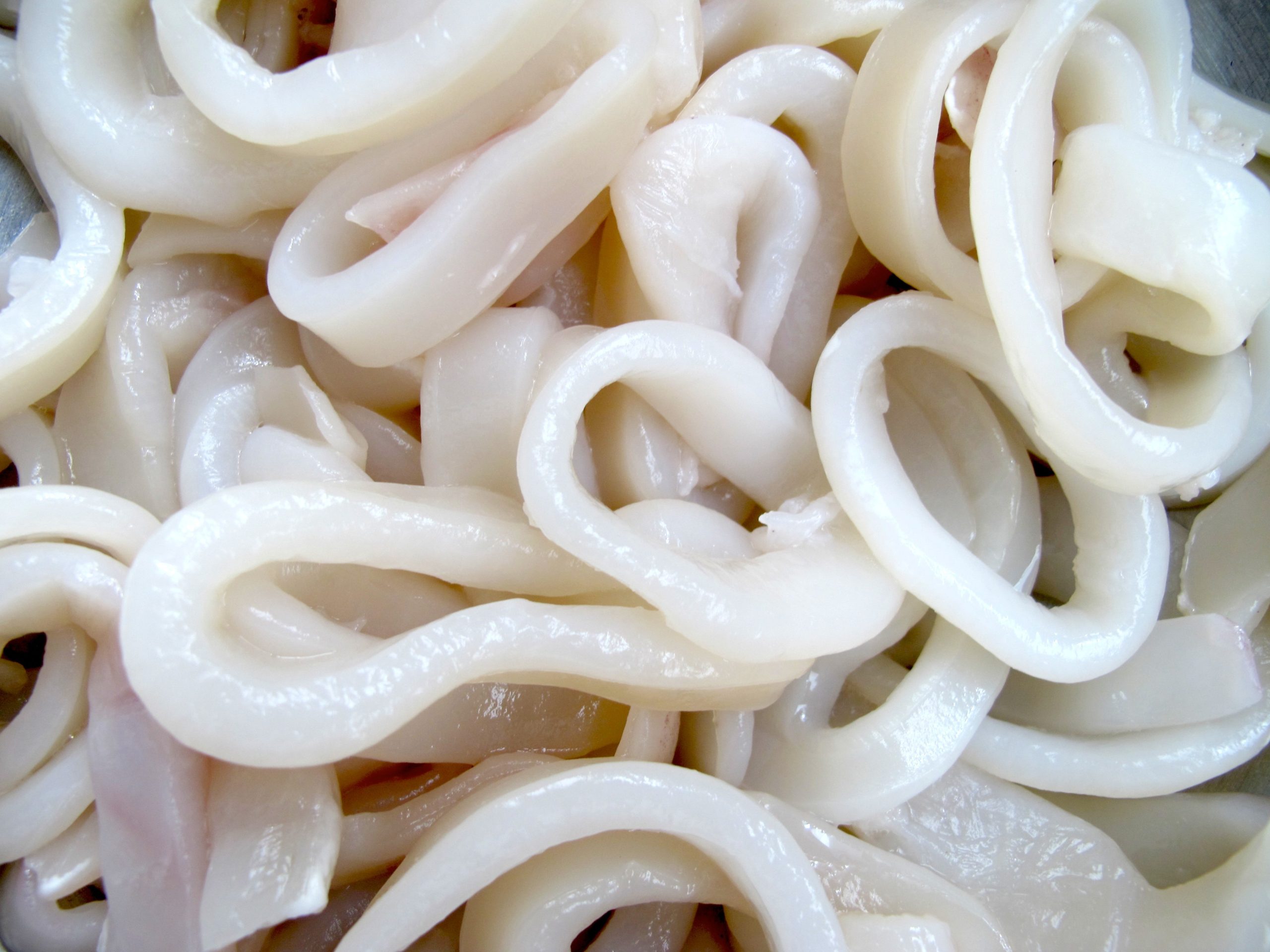 Squid